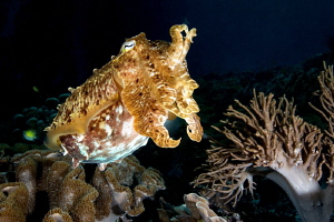 Cuttle fish in Arborek. by Mehmet Salih Bilal 